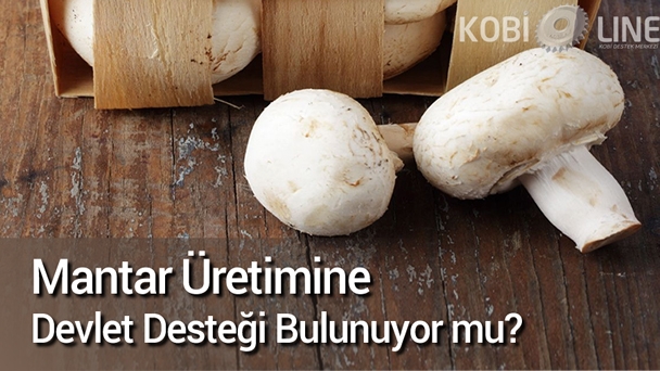 Mantar Üretimide Devlet Hibe ve Kredilerinden Yararlanıyor!
